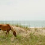 Outer Banks Travel Guide: The Ultimate Bite-Sized Adventure From Corolla to Ocracoke