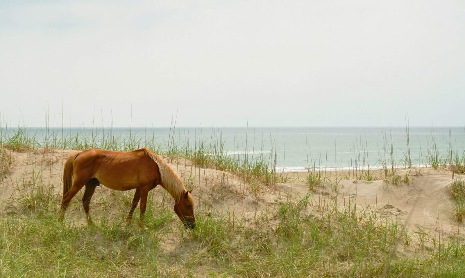 Outer Banks Travel Guide: The Ultimate Bite-Sized Adventure From Corolla to Ocracoke