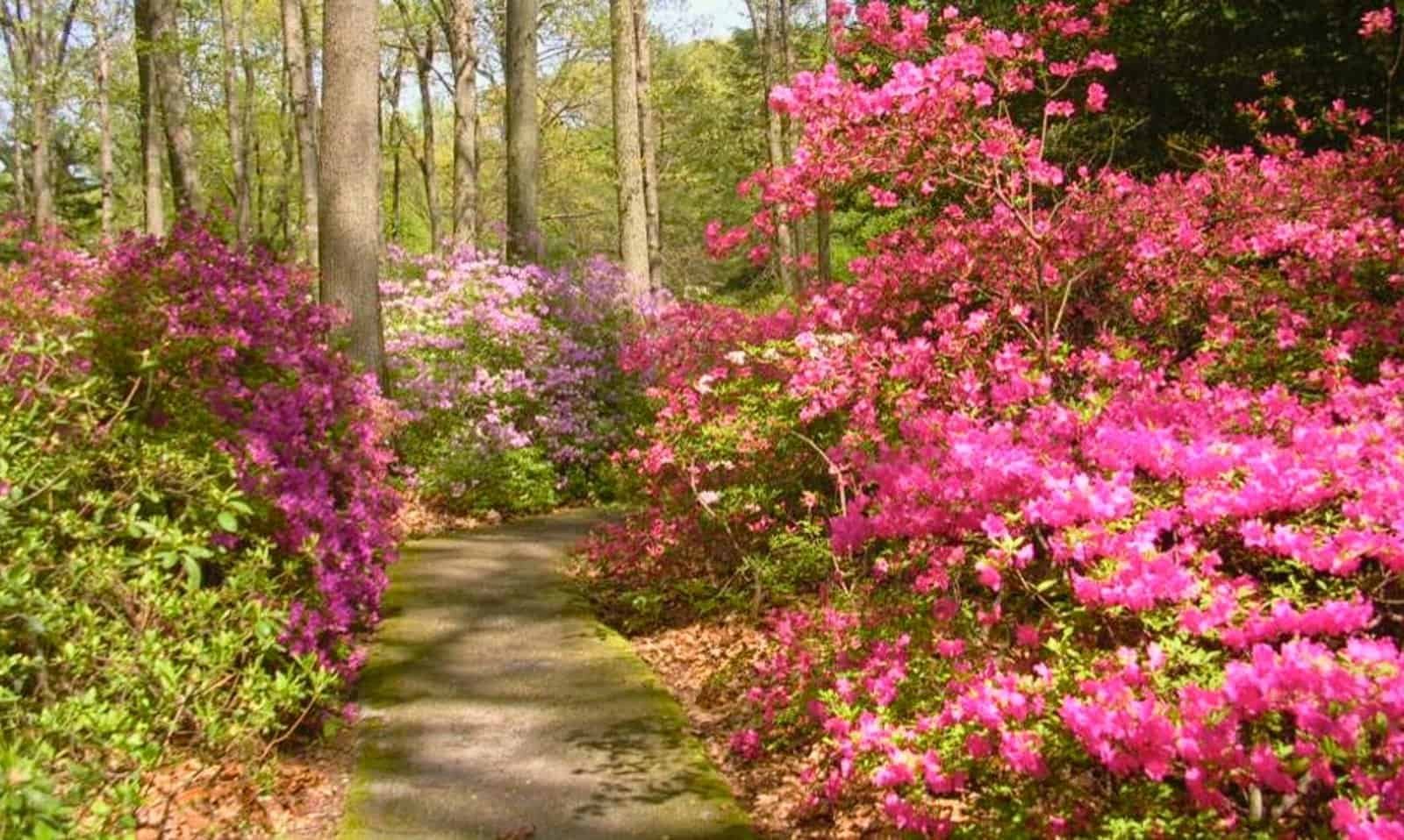 Jenkins Arboretum & Garden